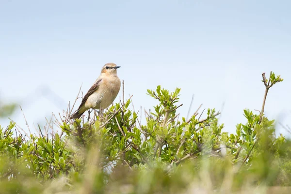 Oiseau pierreux commun — Photo