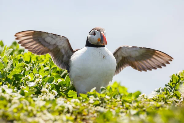 Lunnefågel fågel — Stockfoto