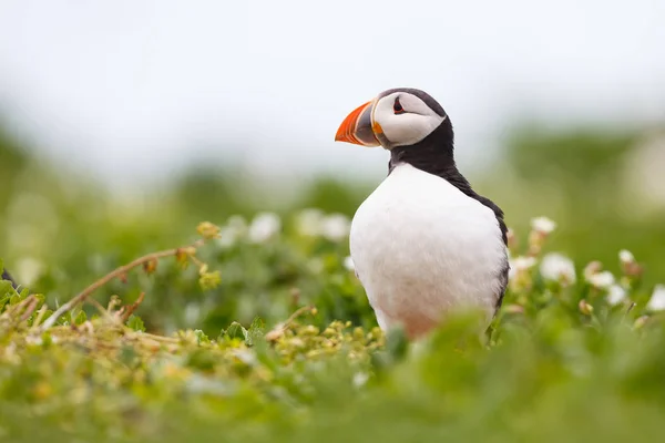 Ατλαντικού puffin πουλί — Φωτογραφία Αρχείου