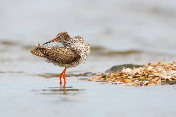 Gemeenschappelijke Tureluur vogel — Stockfoto