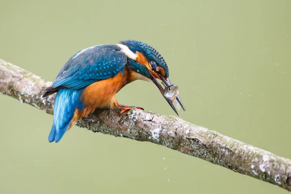 Kingfisher com peixes no bico — Fotografia de Stock
