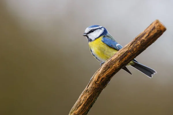 Blue tit bird — Stock Photo, Image