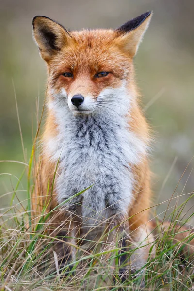 Portrait of a red fox — Stock Photo, Image