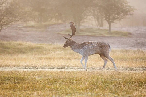 Cervos pousio durante a época de rutting — Fotografia de Stock