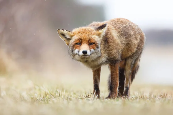 Červená liška v dešti — Stock fotografie