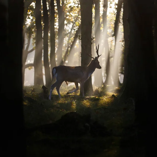 Çiftleşme mevsiminde düşen geyik — Stok fotoğraf