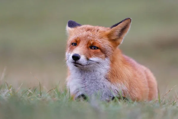 Wild red fox — Stock Photo, Image