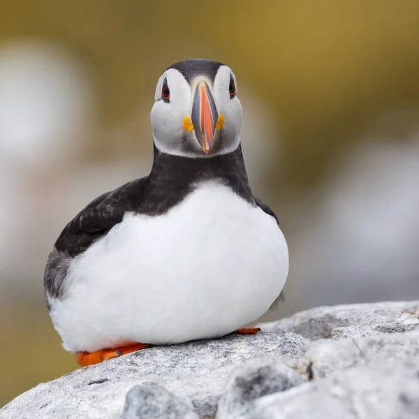 Puffin 조류를 닫습니다. — 스톡 사진