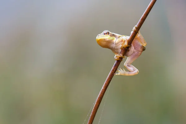 Rana arborícola europea — Foto de Stock