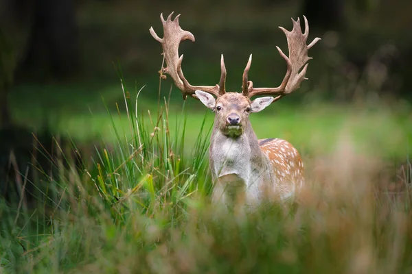 Padající jelen během období vyjížďky — Stock fotografie