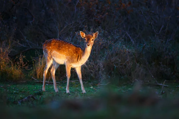 Cervos rasos na natureza — Fotografia de Stock