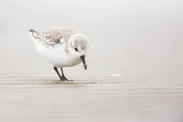 Red knot fågel — Stockfoto