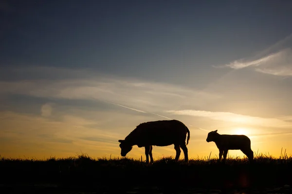 Silhouettes d'un mouton et d'un agneau — Photo