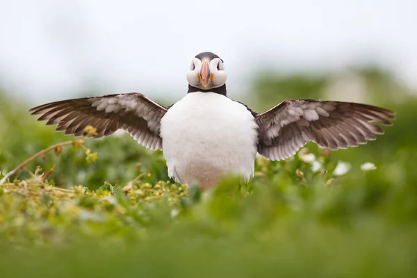 대서양 puffin 새 — 스톡 사진