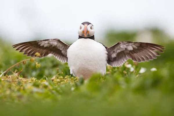 Lunnefågel fågel — Stockfoto