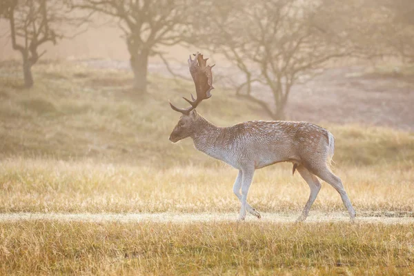 Çiftleşme mevsiminde düşen geyik — Stok fotoğraf