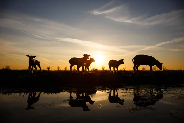 Silhouettes de moutons et d'agneaux — Photo