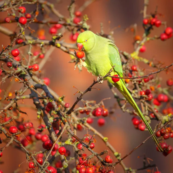 Rose-ringed parakeet — Stock Photo, Image