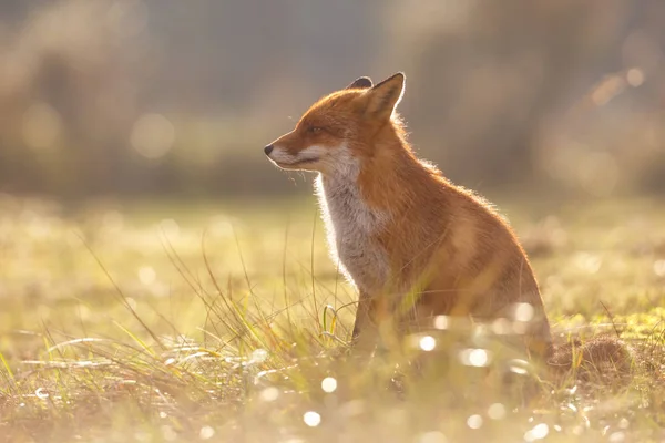 Rotfuchs — Stockfoto