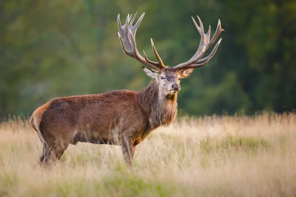 Cerf rouge cerf — Photo