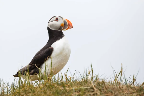 Πουλί Puffin κοντινό πλάνο — Φωτογραφία Αρχείου