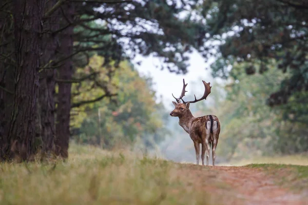 Jachère pendant la saison de rut — Photo