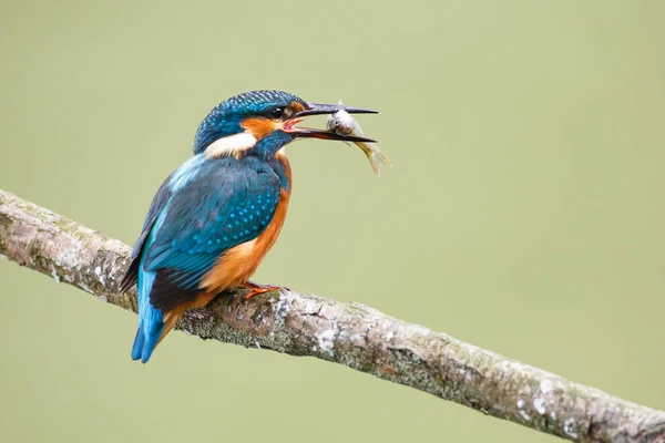 Kingfisher met vis in de bek — Stockfoto