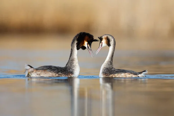 Great Crested Grebes en saison des amours — Photo