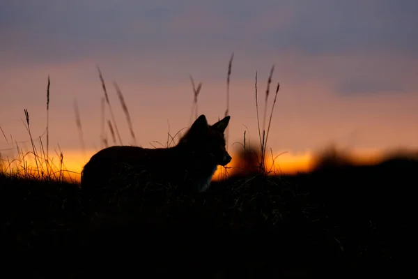 Red fox silhouette — Stock Photo, Image