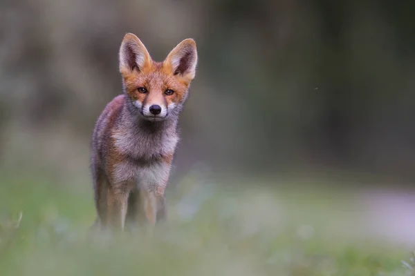 Cucciolo di volpe rossa selvatica — Foto Stock