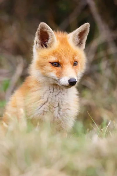 Cucciolo di volpe rossa selvatica — Foto Stock