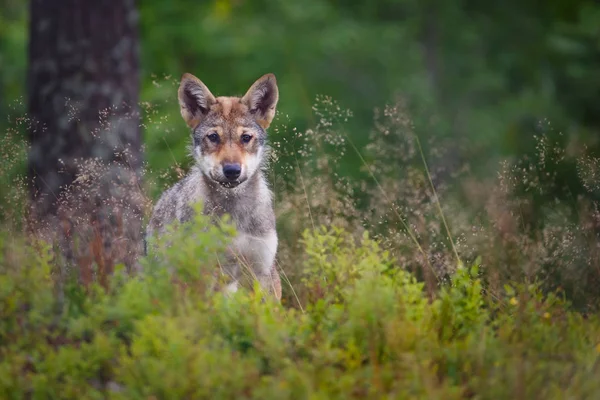 Jonge grijze wolf — Stockfoto