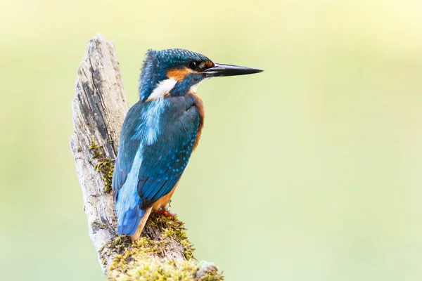 Kingfisher pájaro en una rama —  Fotos de Stock