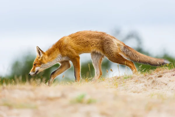 Rotfuchs — Stockfoto