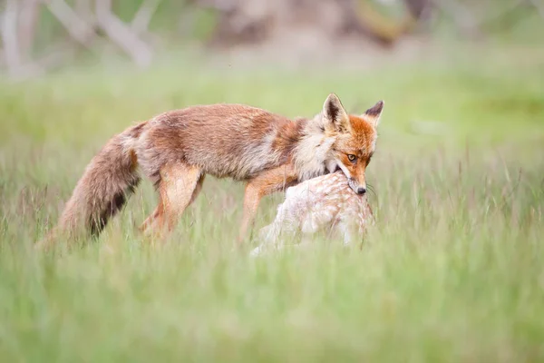 Red fox s kořistí — Stock fotografie