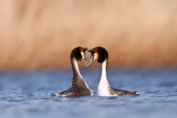 Great Crested Grebes en saison des amours — Photo