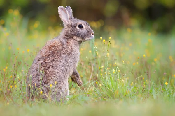 Wild rabbit in grass — Stock Photo, Image