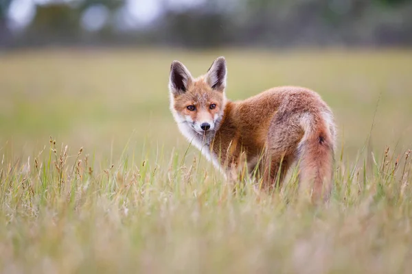 Κόκκινη αλεπού με θήραμα — Φωτογραφία Αρχείου