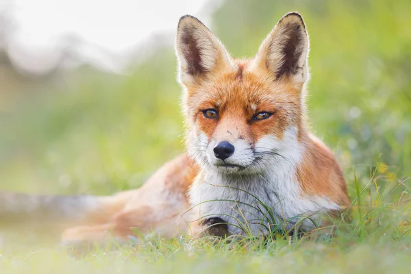 Άγρια κόκκινη αλεπού — Φωτογραφία Αρχείου