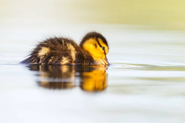 Pequeño patito lindo —  Fotos de Stock