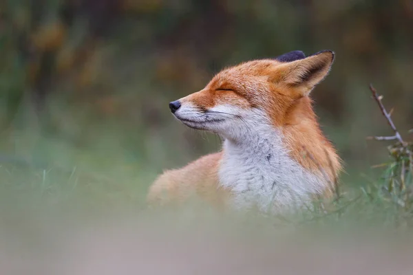 Dzikiego lisa czerwonego — Zdjęcie stockowe