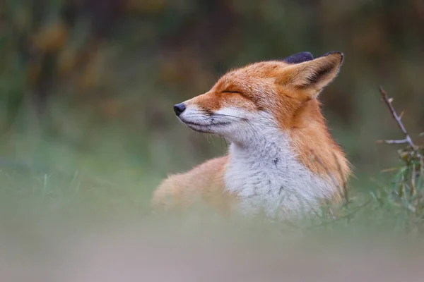 野生の赤狐 — ストック写真