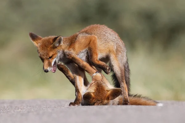 Боевые красные лисы — стоковое фото