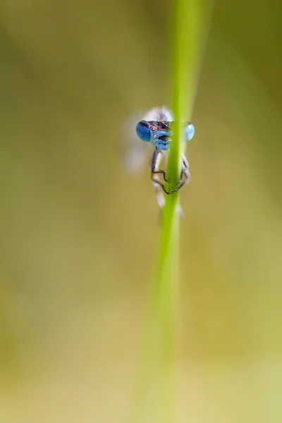 매크로 사진의 damselfly — 스톡 사진