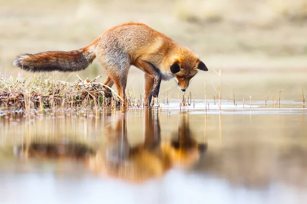 Fox pití na stream — Stock fotografie