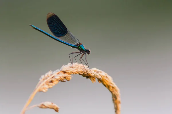 Macro picture of damselfly — Stock Photo, Image