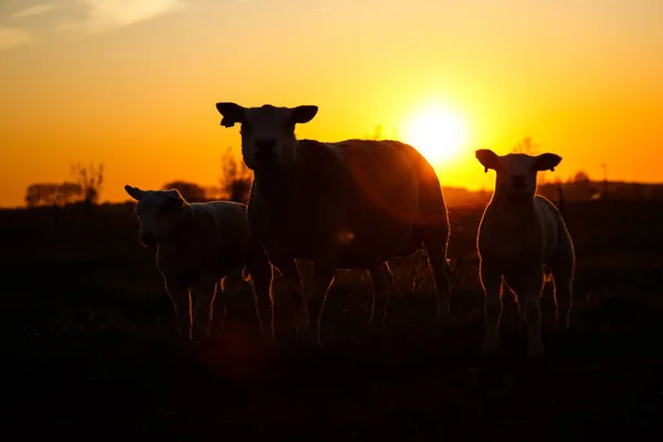 Silhouetten van een schaap en een Lammeren — Stockfoto