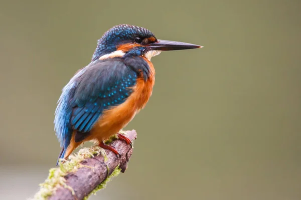 Kingfisher Bird em um ramo — Fotografia de Stock