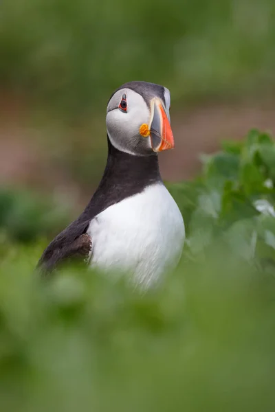 Ατλαντικού puffin πουλί — Φωτογραφία Αρχείου