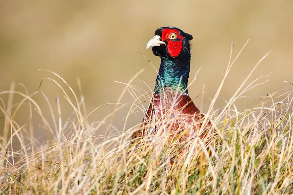 Common male pheasant — Stock Photo, Image
